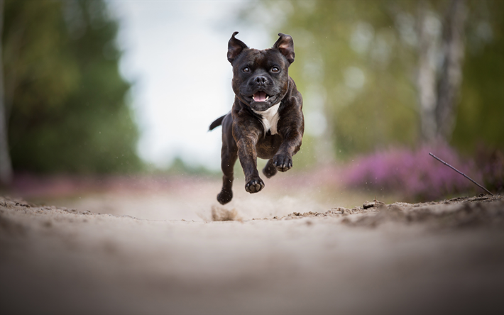 Amerikan Pit Bull Terrier, siyah k&#246;pek, k&#252;&#231;&#252;k siyah Pitbull, k&#246;pekler, orman