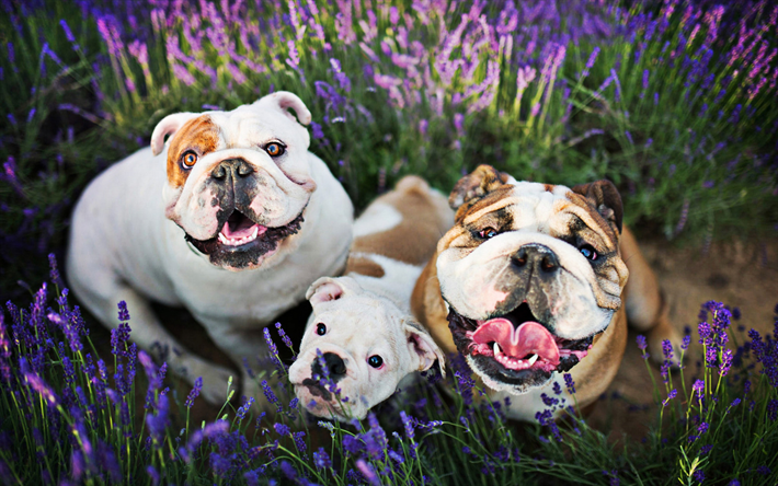 Bulldog inglese, famiglia, close-up, animali domestici, cucciolo, carino animali, bokeh, Bulldog inglese Cane