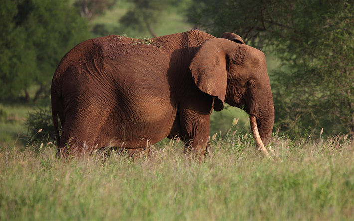 elefante, Africa, savana, tramonto, sera, marrone elefante, selvatiche di animali, fauna selvatica
