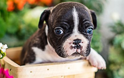 小さなフレンチブルドッグ, 子犬, 犬, 近, 子犬には青い眼, フレンチブルドッグ, ペット, かわいい動物たち, bulldogs
