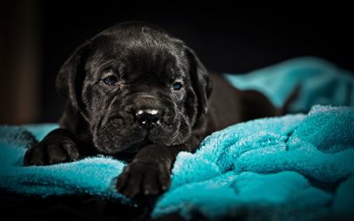 Pequeno Cane Corso, filhote de cachorro, animais de estima&#231;&#227;o, preto Cane Corso, filhote de cachorro com olhos azuis, animais fofos, cachorros, Cane Corso