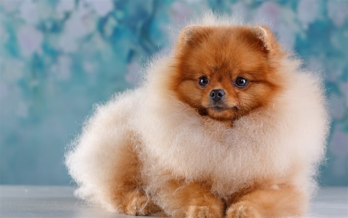 ダウンロード画像 スピッツ かわいい動物たち 犬 小型犬 フリー のピクチャを無料デスクトップの壁紙
