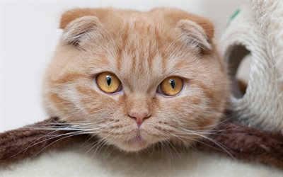 Scozzese lop-eared gatto, animali, animali domestici, gatto beige