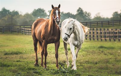 cavalo, campo, cavalo branco, cavalo castanho, fazenda