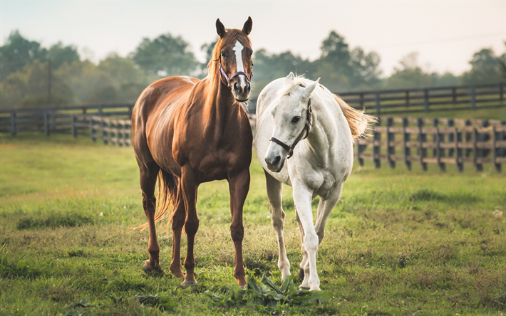 horse, field, white horse, brown horse, farm