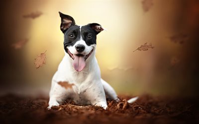 american staffordshire terrier, young dog, pets, white black dog, amstaff, autumn, yellow leaves, dogs
