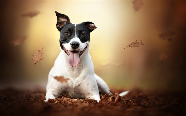 الاميركي ستافوردشاير الكلب, الشباب الكلب, الحيوانات الأليفة, الأبيض الكلب الأسود, amstaff, الخريف, أوراق صفراء, الكلاب