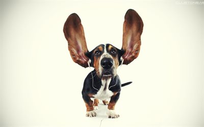 Basset Hounds, headphones, cute animals, pets, dogs, Basset Hounds Dog
