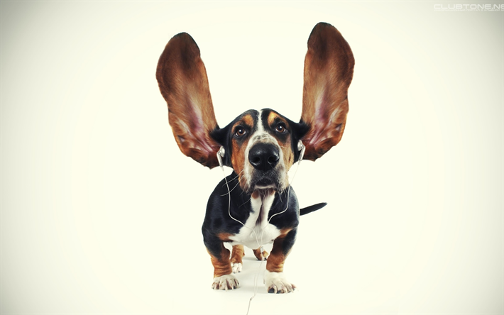 Basset Hounds, auriculares, simp&#225;ticos animales, mascotas, perros, Basset Hounds Perro