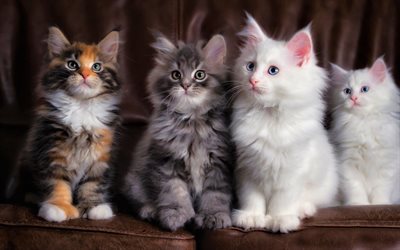 Maine Coon, kattungar, familj, fluffig katt, s&#246;ta djur, ingef&#228;ra Maine Coon, husdjur, katter, inhemska katter, Maine Coon-Katten
