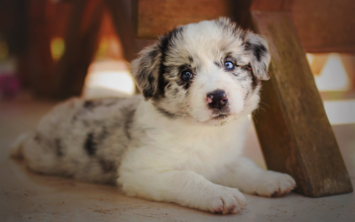 Pastore australiano, piccolo bianco soffice cucciolo, cani, animali domestici, aussie, cucciolo con gli occhi blu