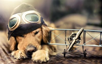 Golden Retriever, close-up, puppy, labrador, aviator, bokeh, dogs, sad dog, pets, cute dogs, Golden Retriever Dog
