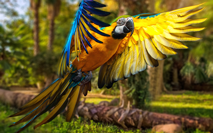 4k, Macaw, flying parrot, close-up, parrots, wildlife, colorful parrot, Ara