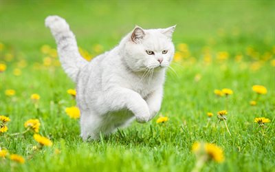 British Shorthair, il gatto domestico, l&#39;esecuzione di gatto, animali domestici, gatti, prato, gatto grigio, simpatici animali, estate, British Shorthair Gatto