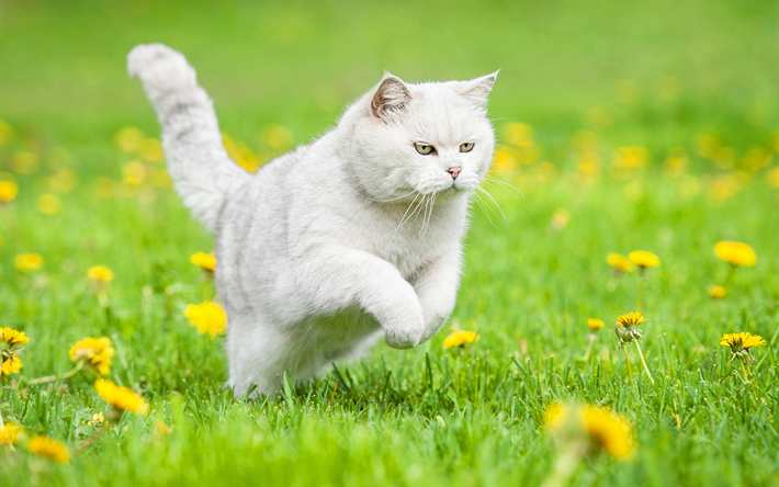 British Shorthair, gato dom&#233;stico, la ejecuci&#243;n de un gato, las mascotas, los gatos, el c&#233;sped, el gato gris, animales lindos, el verano, el Gato Brit&#225;nico de Pelo corto