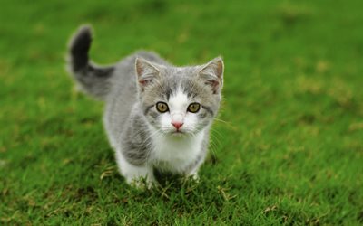 little gray-white kitten, green grass, little cat, pets, cats