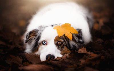 blanco Pastor Australiano, hermoso perro blanco, oto&#241;o, hoja amarilla, mascotas, perros, heterocrom&#237;a, aussie, animales lindos