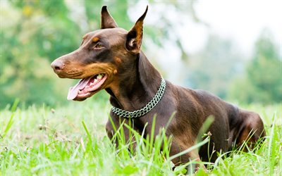 Doberman Pinscher, lawn, pets, dogs, brown dog, cute dog, Doberman Pinscher Dog