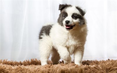 fluffy white puppy, cute little dogs, pets, border collie, puppies, dogs