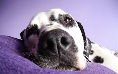 Dalmatian, close-up, muzzle, domestic dog, Dalmatian Dog, cute animals, pets, dogs