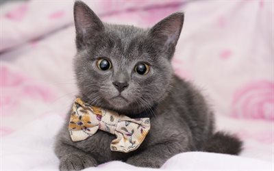 gray little cat, butterfly, cute animals, cats, british shorthair cat