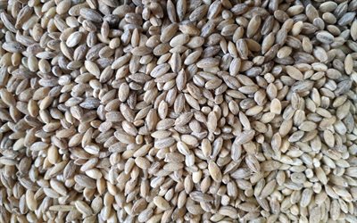los granos de trigo, 4k, el trigo, las texturas, los cereales, las texturas de alimentos, macro, los granos texturas, fondos de trigo