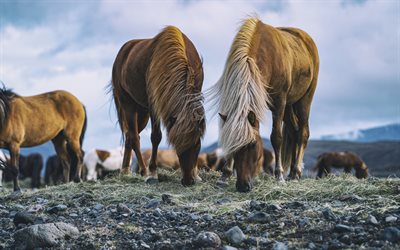 Cavalli islandesi, campo, fauna selvatica, cavalli, Pony Islandese, Islanda