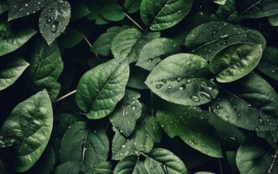 leaves with dew, 4k, macro, plants, dew drops, green leaves, bokeh, leaves