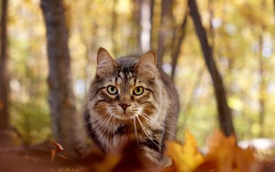 Maine Coon, autumn, cat, cute animals