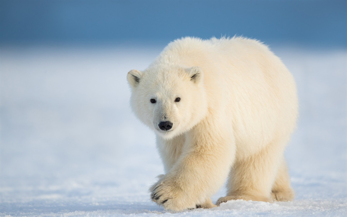 polare, orso, Antartide, orso bianco, predatore, neve, ghiaccio