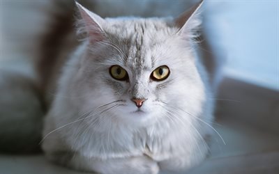 gray fluffy cat, cute animals, pets, cats