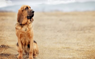 Bloodhound, 4k, dogs, cute animals, blur
