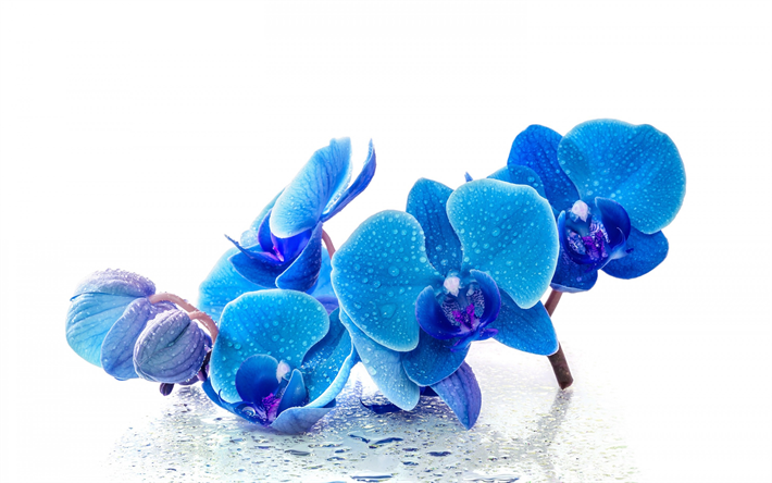 bl&#229; orkid&#233;er, tropiska blommor, bl&#229; blommor, Bl&#229; phalaenopsis orkid&#233;er