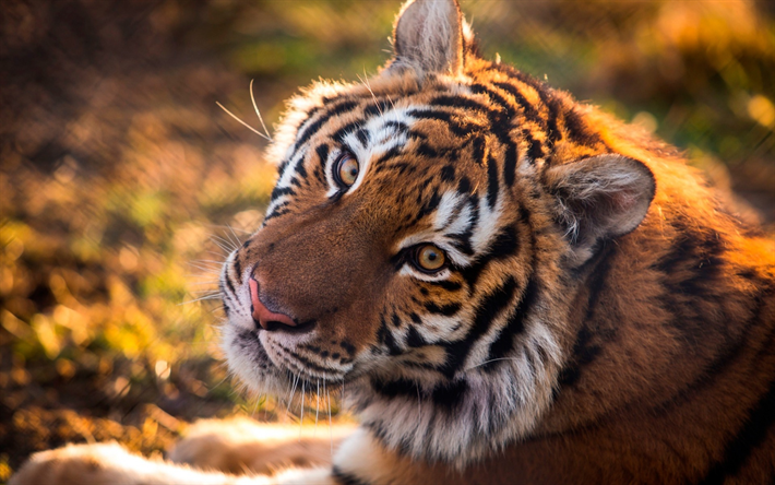 tiger, wildlife, predatore, large tiger, wild cat