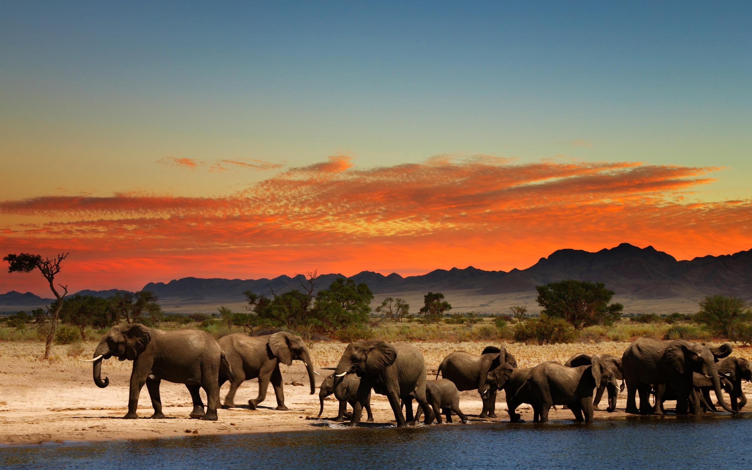 Download wallpapers Elephants, Africa, sunset, savannah, wildlife, herd