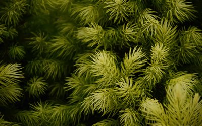 green spruce branches, spruce, forest, background with spruce branches, green needles, green natural background