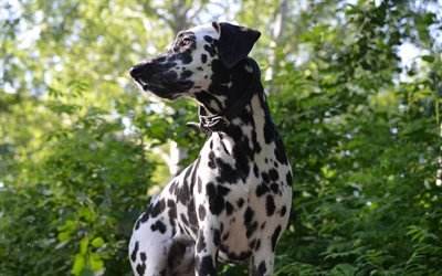 Dalmatian, pets, 4k, dog, black spots