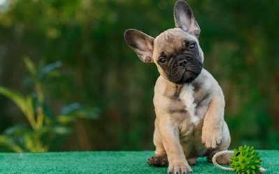 french bulldog, 4k, funny animals, bulldog, pets, puppy, dogs, Canis lupus familiaris