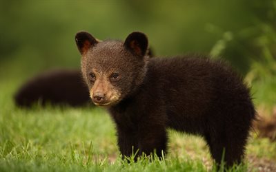 little bear cub, Baribal, Black bear, wild nature