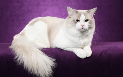 Cat Ragdoll, white fluffy cat, 4k, domestic cats, cute animals