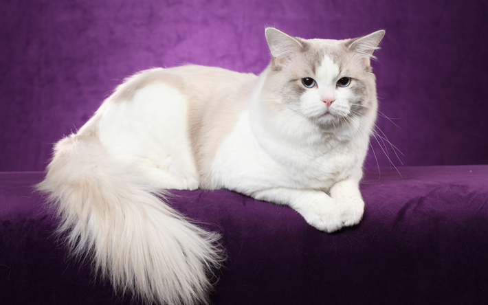 Chat Ragdoll, blanc moelleux chat, 4k, les chats domestiques, des animaux mignons