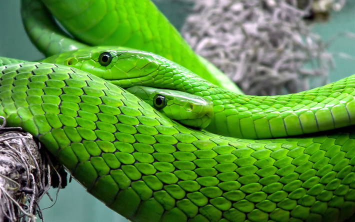 Mamba verde, 4k, serpientes, mamba, Dendroaspis angusticeps