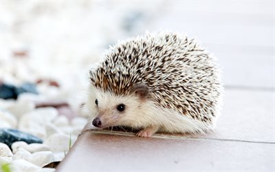 hedgehog, 4k, cute animals, Erinaceinae
