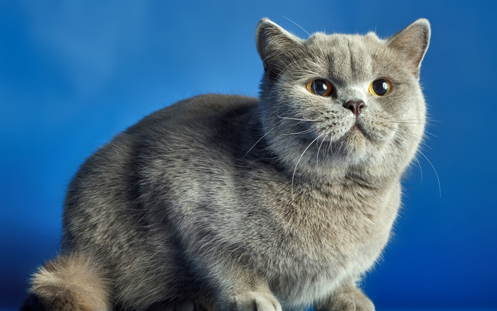 British shorthair cat, domestic cat, gray cat, pets