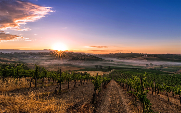 les vignobles, le matin, au lever du soleil, le brouillard, Toscane, Italie