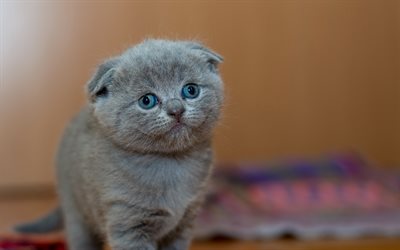 4k, British Shorthair Cat, pets, cute animals, funny cat, cats