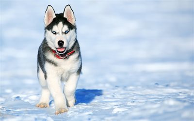 4k, Husky, winter, puppy, dogs, Siberian Husky, Chukcha, pets, cute animals