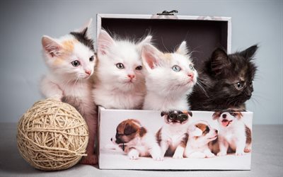 small kittens, quartet, cats, cute animals, black kitten