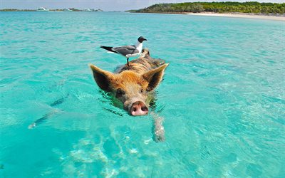 swimming piggy, 4k, seagull, tiger pig, sea, pig, piggy