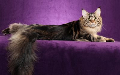 furry cat, Persian cat, long tail, domestic cats, cute animals